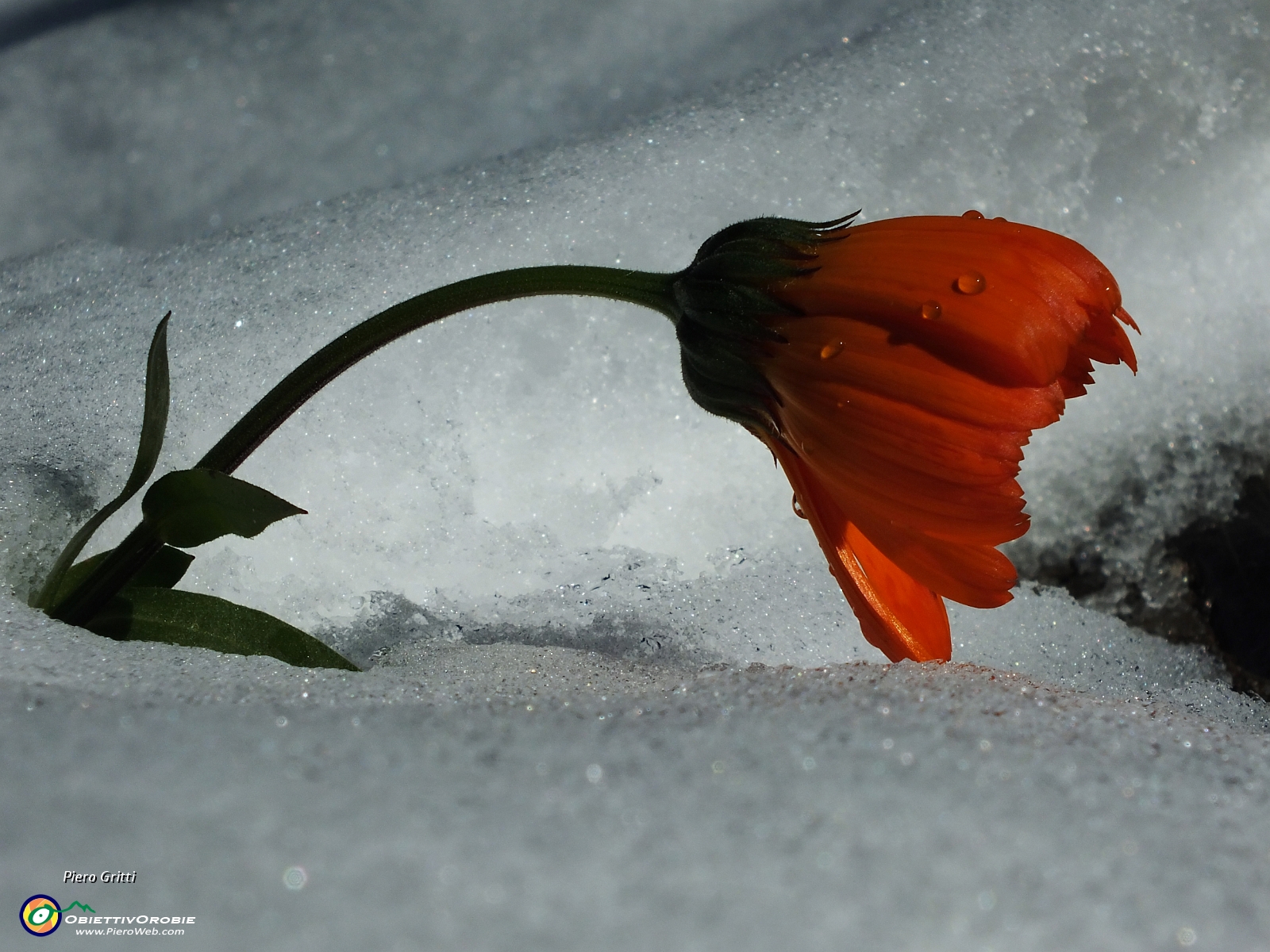 23 riemerso dalla neve....JPG